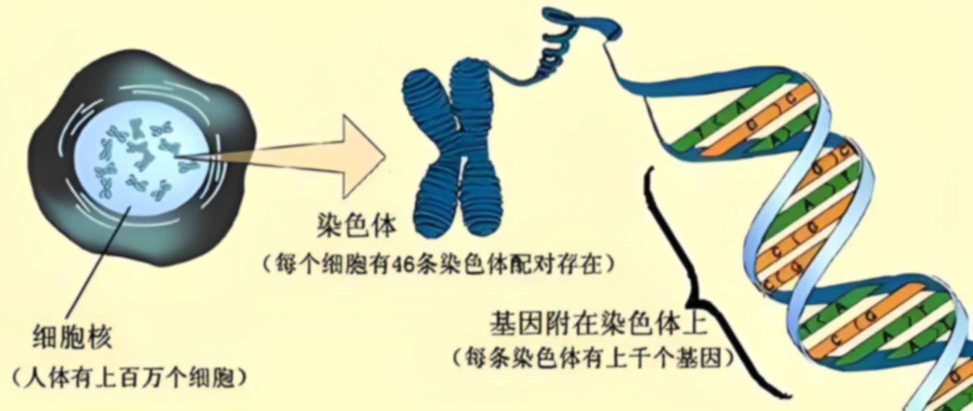 长沙芙蓉产前亲子鉴定在哪里做好一点